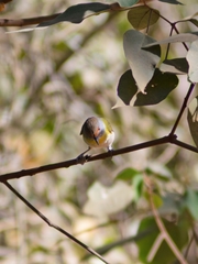 Cyclarhis gujanensis