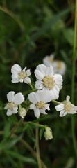 Achillea salicifolia