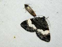 Spargania luctuata