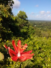 Passiflora coccinea