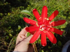 Passiflora coccinea