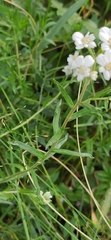 Achillea salicifolia