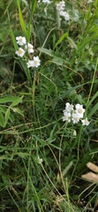 Achillea salicifolia