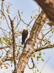 Melanerpes candidus