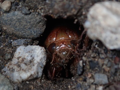 Graptopsaltria nigrofuscata