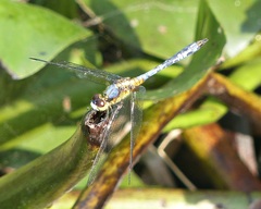 Erythrodiplax pallida