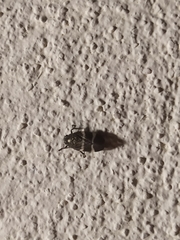 Aeneolamia albofasciata
