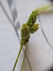 Carex hirsutella
