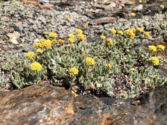 Eriogonum rosense