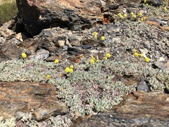 Eriogonum rosense