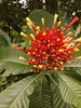 Firecracker Plant - Photo (c) itzel ivon Rodriguez, some rights reserved (CC BY-NC), uploaded by itzel ivon Rodriguez