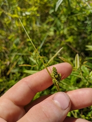 Carex hirsutella