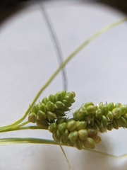 Carex hirsutella