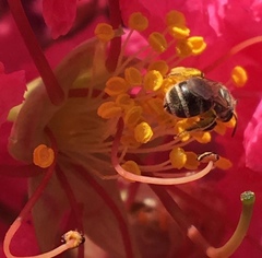 Halictus