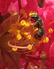 Halictus