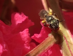 Halictus