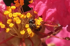 Halictus