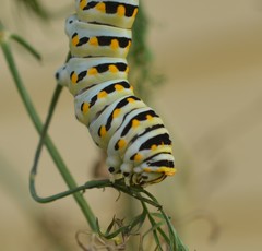 Papilio polyxenes