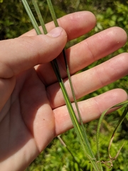 Carex hirsutella