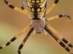 Argiope aurantia