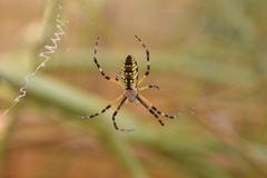Argiope aurantia