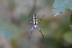 Argiope aurantia