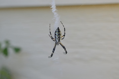 Argiope aurantia