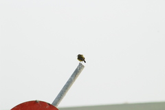 Motacilla flava flava