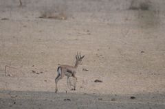 Gazella bennettii