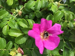 Bombus mckayi