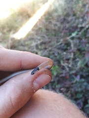 Aparallactus capensis