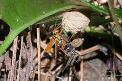 Macromerella honesta