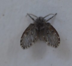 Clogmia albipunctata