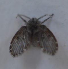 Clogmia albipunctata