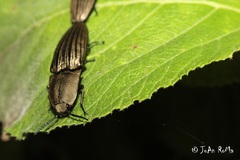 Chalcolepidius silbermanni