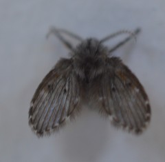 Clogmia albipunctata