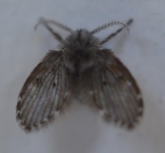Clogmia albipunctata