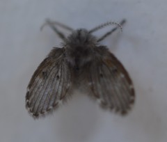 Clogmia albipunctata