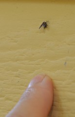 Clogmia albipunctata