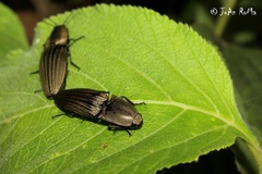 Chalcolepidius silbermanni