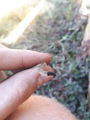 Aparallactus capensis