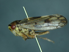 Oncopsis tristis