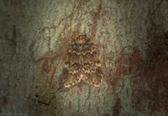 Scaphidriotis xylogramma