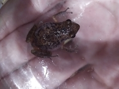 Eleutherodactylus modestus