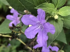 Ruellia drummondiana