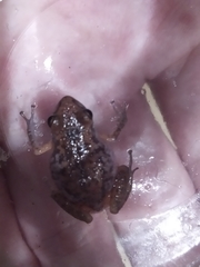 Eleutherodactylus modestus