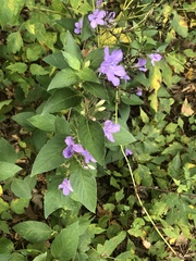 Ruellia drummondiana