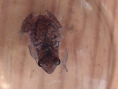 Eleutherodactylus modestus