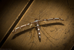 Cosmoclostis aglaodesma