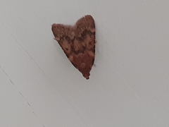 Aglossa disciferalis